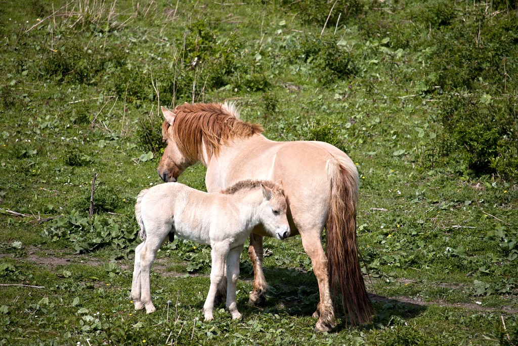 hellegatsplaten natuurgebied natuur staatsbosbeheer goeree overflakkee heckrunderen hdr fjordenpaarden vogelkijkhut